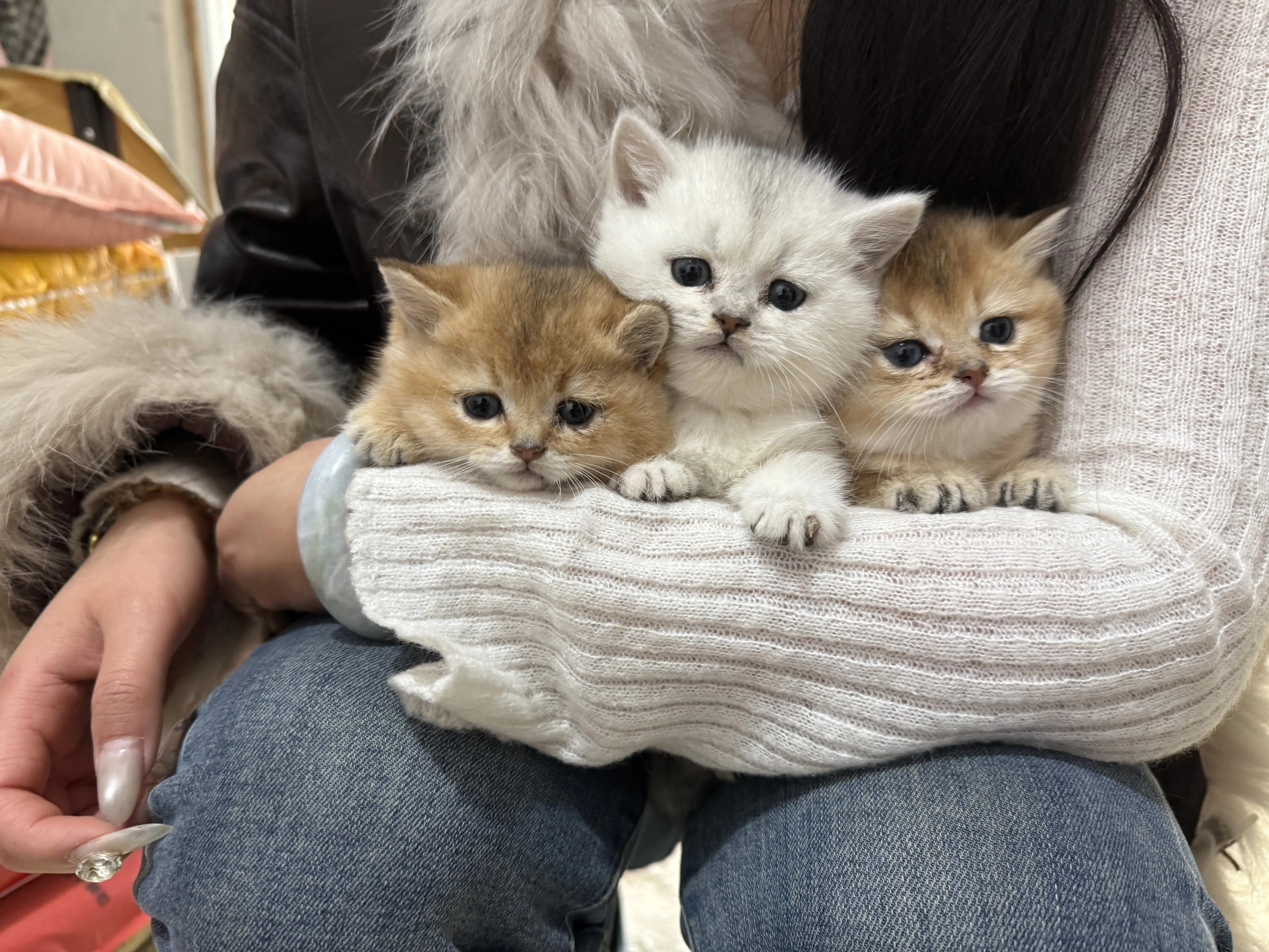 金渐层 银渐层 活泼可爱大包子脸 长期售后、终身饲养指导